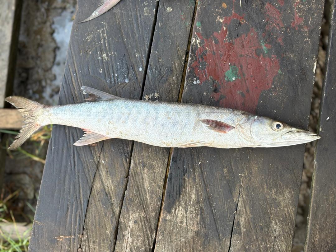 Pickhandle barracuda